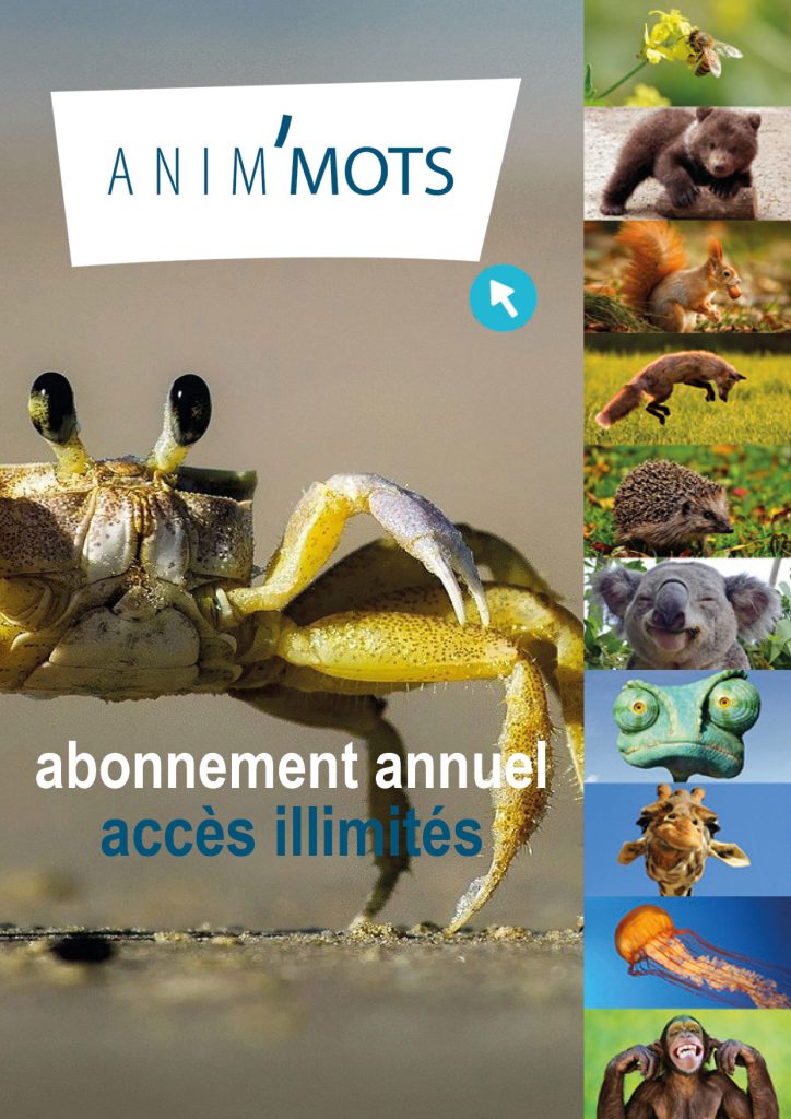 Anim'Mots : abonnement annuel